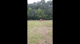 Big Grass Puppy Wants To Play