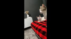 Cat imitates friend's post-surgery look, racks up 1.3 million views on tiktok