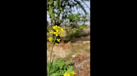 A Beautiful bee is collecting honey from a beautiful yellow flower in India slow motion video