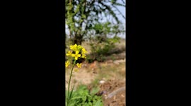 A beautiful little bee is collecting honey from a beautiful yellow flower in India slow motion video