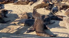 Hundreds Of Sea Lions At Monterey Beach