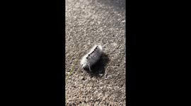 Cute Caterpillar Discovering Grass