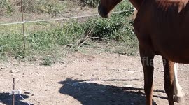 Deux chevaux sous la chaleur de fin d'été qui chassent les mouches et autres insectes. En se positionnant tête-bêche, ils s'aident mutuellement.