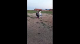 Adorable lamb and its owner bond in China's Inner Mongolia