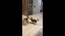 Yorkies Don't Know What to Think of New Dog