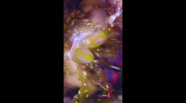 Alien-Looking Shrimp
