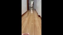 This three-legged cat running towards food bowl is adorable
