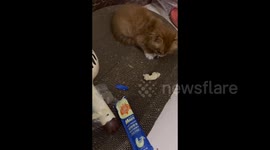 China: A Kitty Protects Its Food