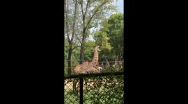 Giraffes use their long necks to headbutt each other