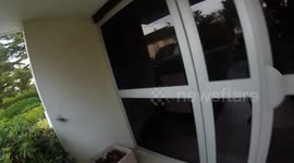 Urban wildlife fail: frightened bird bumps into a window. Paris suburb, France, Plain of Versailles. Saint-Nom-la-Breteche, Yvelines. 20 sept 2024