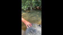 Catfish bites hand in Hérault, France