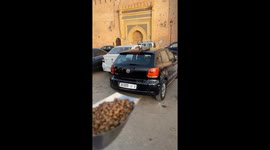 Cat runs away after waking up to food in İstanbul