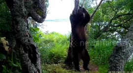Bear caught on camera dancing when it thought nobody was watching
