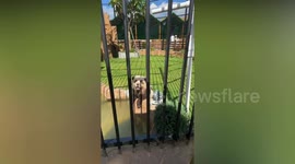 Panting panda is exposed as black-and-white dyed dog