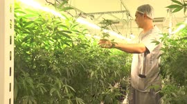 Thai farmers grow cannabis using aeroponic system amid plummeting prices