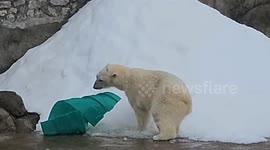 Russia: Polar Bear Frolics On Her Personal Snow Slide At Moscow Zoo