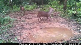 Two wild deer enjoying playing in puddle in forest