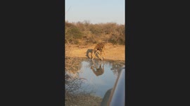 Giraffe drinking at the waterhole in South Aftica kruger national park.