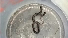 Rare two-headed snake rescued by forest department in central India