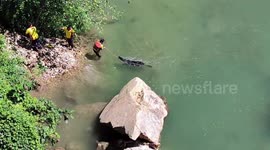 SDRF rescues cow stranded at river in northern India