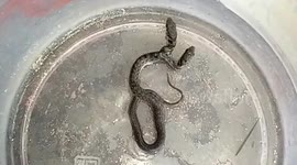 India: Update: Rare two-headed snake rescued by forest department in central India