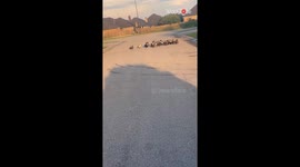 Ducks cross the road together on the way to another neighborhood pond