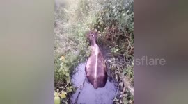 India: Social organisation saved a cow got stuck in a swamp near the railway underbridge, Shahdol Madhya Pradesh