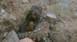 Octopus Sleeping Soundly On Sea Floor