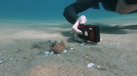 Baby Octopus Clings To Camera