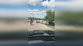 US: Belle Fourche's Unplanned Cattle Stampede: Officers Turn Cowboys for the Day