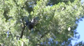 US: Tree-Climbing Silviculturists Gather Cones for Future Forests
