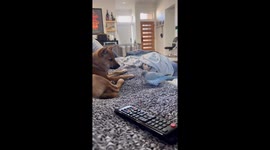 Parrot Disturbs Shiba Puppy's Peace
