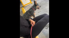 Blue Heeler Sits On Parking Block Like A Person