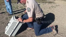 US: From Rescue to Soaring Free: Peregrine Falcon's Journey Back to the Wild