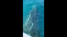 Friendly Humpback Whale is Interested in the Boat and Gives a Close Encounter