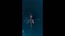 Hungry Humpback Whale Swims into a Huge School of Anchovies