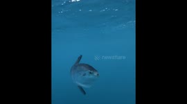 Mola Mola (Ocean Sunfish) Swimming Right Next to the Boat