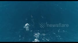 Dolphins stampede through Pacific ocean while looking for food