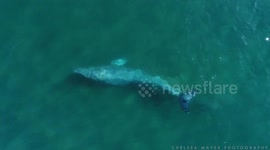Lively Gray whale makes a pit stop along the ocean floor during months long migration