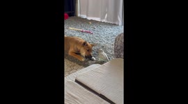 Parrot Flies Off With Puppy's Treat