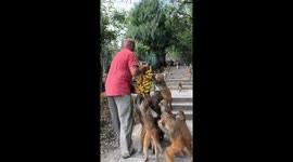 Monkeys Devour Bunches Of Bananas