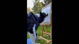 Border Collie Paints Abstract Landscape