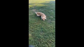 High Golden Retriever Holds On To Earth