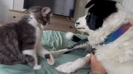 Kitten vs. Big Dog: Watch this fearless little kitten pull off the ultimate fake-out!