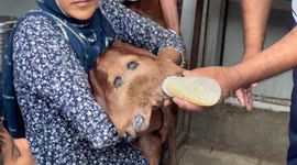 Two-headed cow nursed by villagers in India