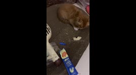 Kitten protects its food from human