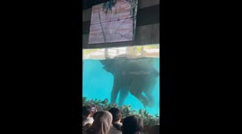 Elephant seen pooping in pool amuses visitors in Malacca, Malaysia