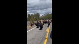 Bisons walking along the road in Yellowstone National Park