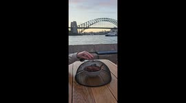Seagull-proofing food in Sydney
