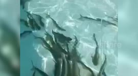 India: Politicians visit turns chaotic as crowd loots fish from biofloc tank in northern India